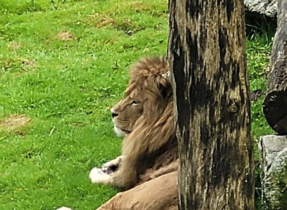 Sortie au Zoo avec les maternelles - École Notre Dame